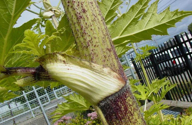 © Richard Old www.xidservices.com