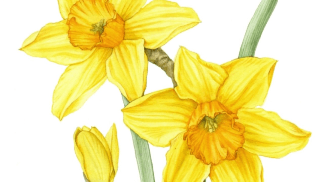 daffs